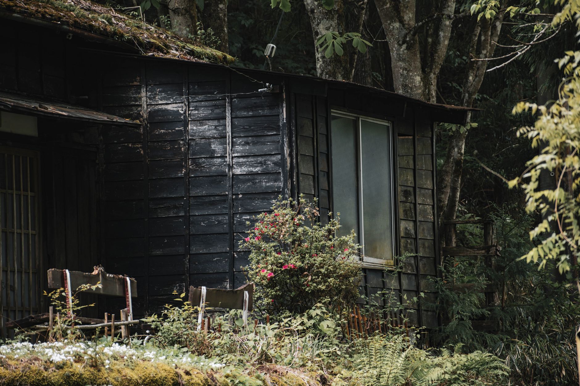 Traditional Japanese wooden tea lodge and autumn forest